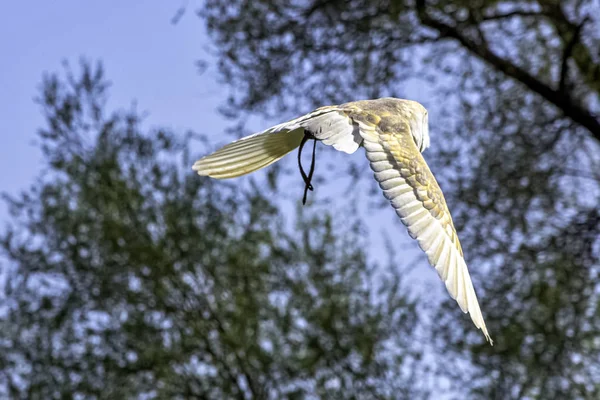 Coruja Celeiro Comum Voadora Tyto Alba — Fotografia de Stock