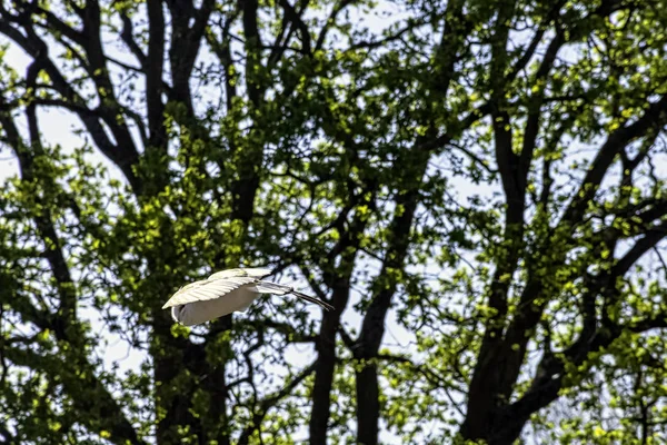 Lechuza Común Voladora Tyto Alba —  Fotos de Stock