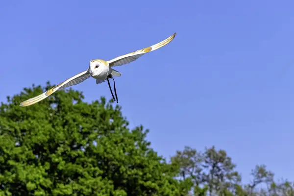 Barbagianni Volanti Tyto Alba — Foto Stock