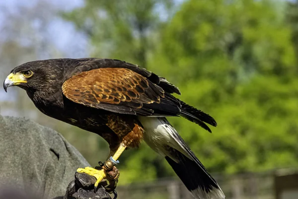 Harris Hawk Parabuteo Unicinctus Formerly Known Bay Winged Dusky Hawk — Stock Photo, Image
