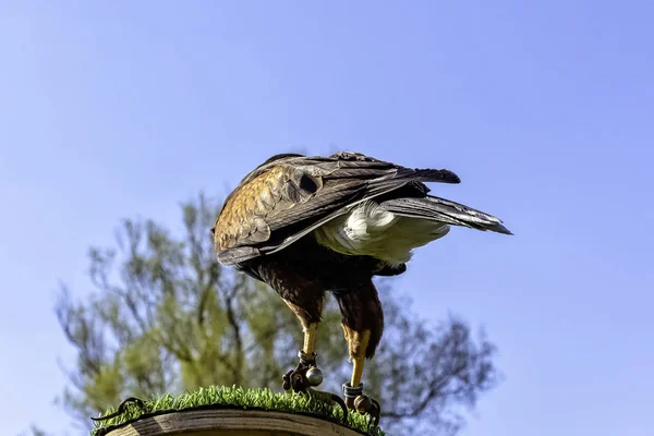 Harris Hawk Parabuteo Unicinctus Formerly Known Bay Winged Dusky Hawk — Stock Photo, Image