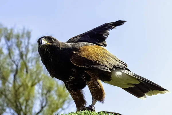 Harris Hawk Parabuteo Unicinctus Formerly Known Bay Winged Dusky Hawk — Stock Photo, Image