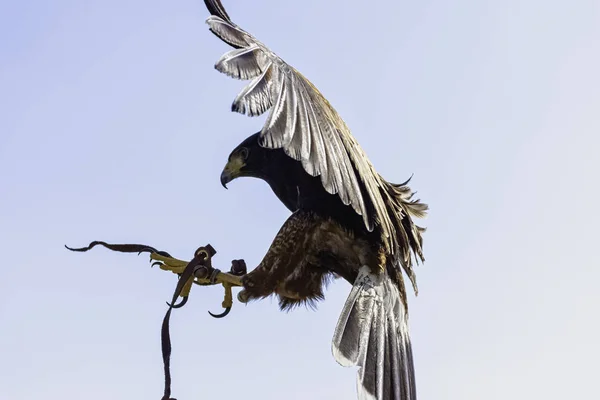 Flying Harris Hawk Parabuteo Unicinctus Formerly Known Bay Winged Dusky — Stock Photo, Image