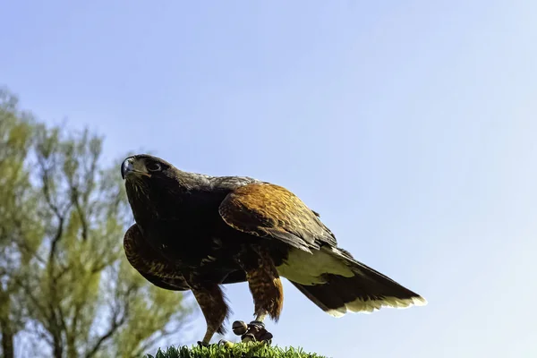 Falcão Harris Parabuteo Unicinctus Anteriormente Conhecido Como Falcão Asa Baía — Fotografia de Stock