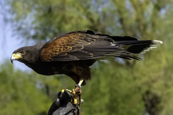 Falco Harris Parabuteo Unicinctus Precedentemente Noto Come Falco Alato Crepuscolare — Foto Stock