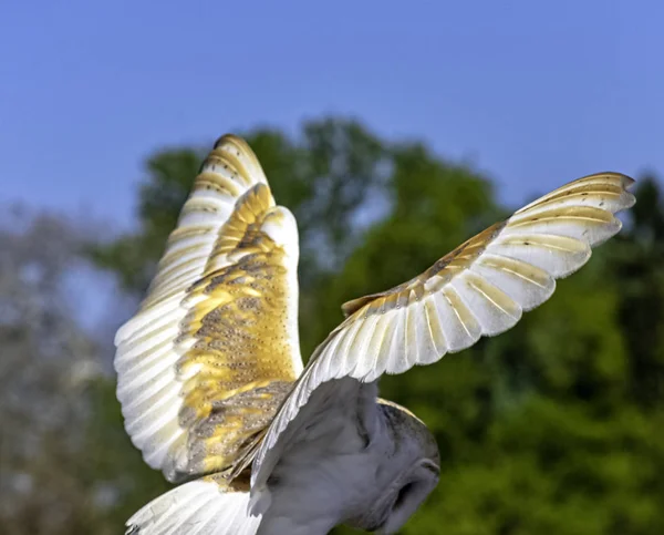 飞行的普通谷仓猫头鹰 Tyto Alba — 图库照片