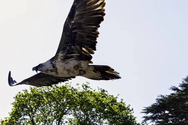 Abutre Barbudo Voador Gypaetus Barbatus Também Conhecido Como Abutre Lammergeier — Fotografia de Stock