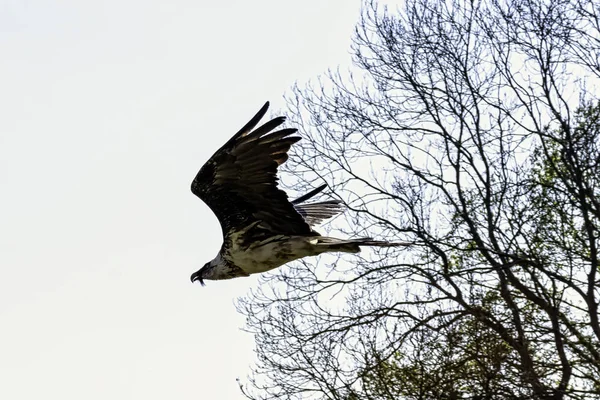 飞胡子秃鹰 Gypaetus巴塔图斯 也被称为兰美尔秃鹰 或兰美尔 或奥西法格 — 图库照片