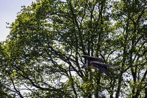 Abutre Barbudo Voador Gypaetus Barbatus Também Conhecido Como Abutre Lammergeier — Fotografia de Stock