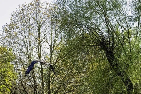 Buitre Barbudo Volador Gypaetus Barbatus También Conocido Como Buitre Lammergeier —  Fotos de Stock