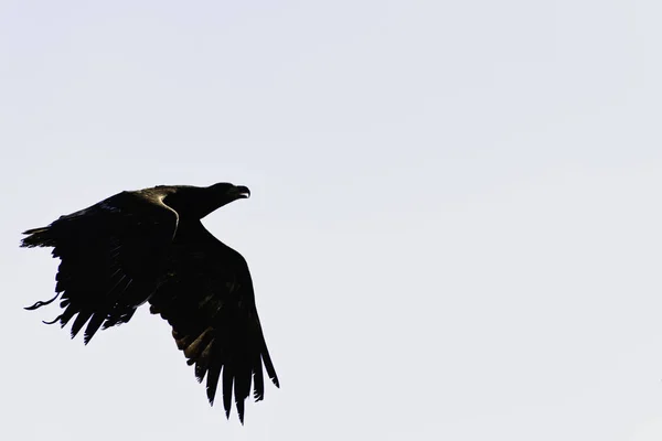 Orel Bělohlavý Haliaeetus Leucocephalus Také Známý Jako Orel Bělohlavý Orel — Stock fotografie