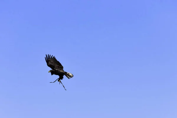 Молодий Лисий Орел Haliaeetus Leucocephalus Також Відомий Білохвостий Або Білохвостий — стокове фото