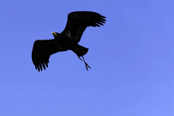 Молодий Лисий Орел Haliaeetus Leucocephalus Також Відомий Білохвостий Або Білохвостий — стокове фото