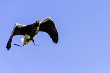 Uçan steller deniz kartalı (Haliaeetus pelagicus)