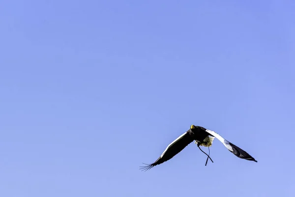 飞龙海鹰 Haliaeetus Pelagicus — 图库照片