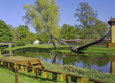 Uçan genç And Akbabası (Vultur gryphus) 