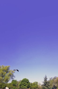 Uçan sakallı akbaba (Gypaetus barbatus), lammergeier akbaba (veya lammergeyer) veya ossifrage olarak da bilinir