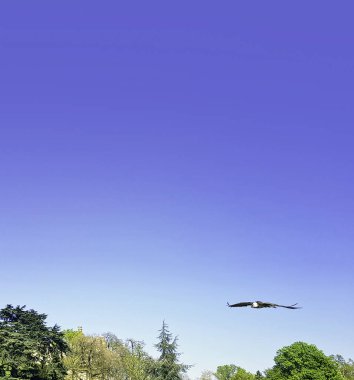 Uçan sakallı akbaba (Gypaetus barbatus), lammergeier akbaba (veya lammergeyer) veya ossifrage olarak da bilinir