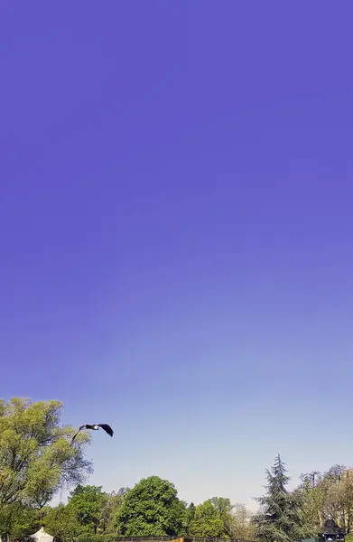 Abutre Barbudo Voador Gypaetus Barbatus Também Conhecido Como Abutre Lammergeier — Fotografia de Stock