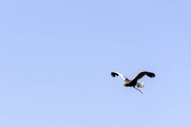 Uçan steller deniz kartalı (Haliaeetus pelagicus)