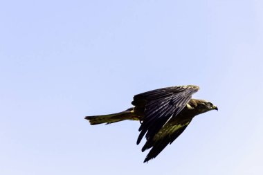 Uçan Kırmızı Uçurtma (Milvus milvus)