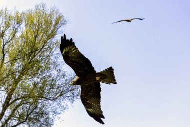 Uçan Kırmızı Uçurtma (Milvus milvus)