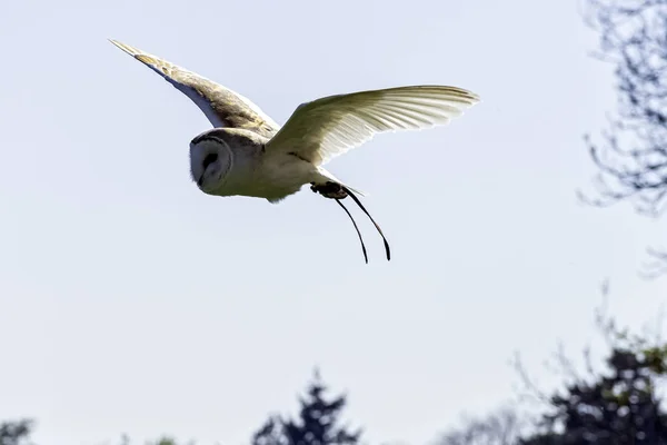 Barbagianni Volanti Tyto Alba — Foto Stock