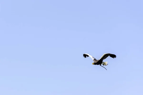 곡예사의 독수리 Haliaeetus Pelagicus — 스톡 사진