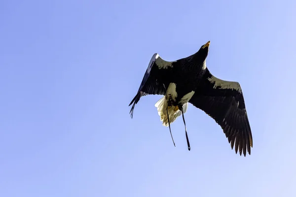 곡예사의 독수리 Haliaeetus Pelagicus — 스톡 사진