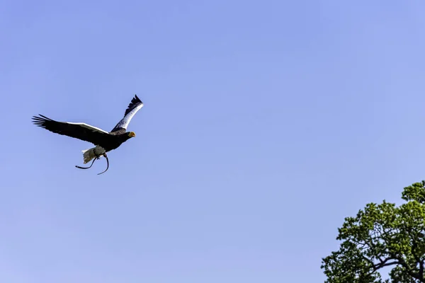 곡예사의 독수리 Haliaeetus Pelagicus — 스톡 사진