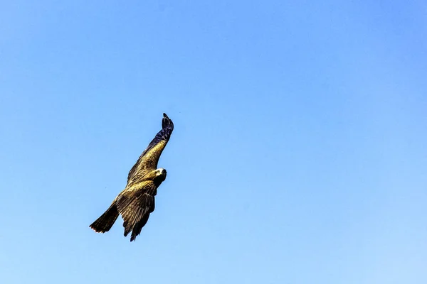 Flying Black Kite Milvus Migrans — Stock Photo, Image