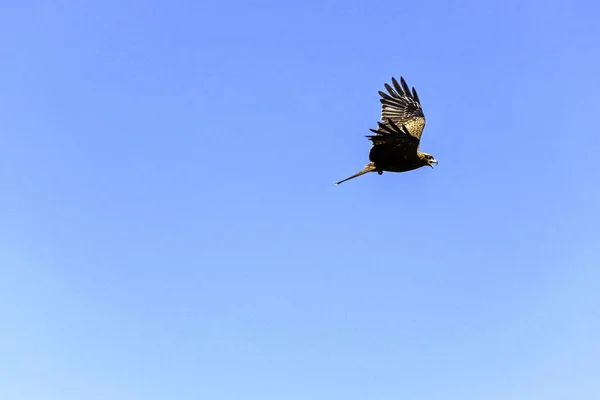 Cometa Roja Voladora Milvus Milvus — Foto de Stock