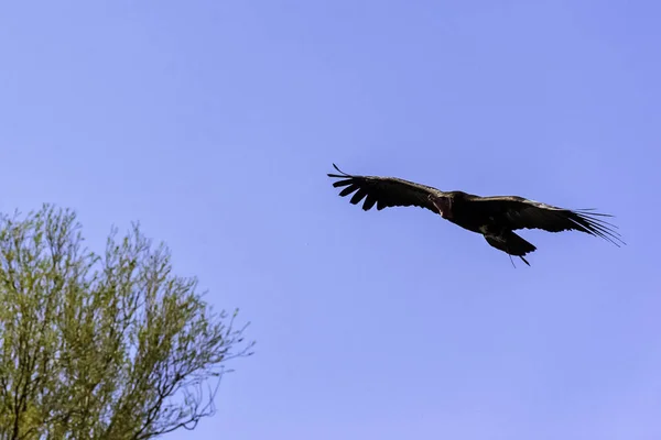 Avvoltoio Volante Torgos Tracheliotos Noto Anche Come Avvoltoio Nubiano — Foto Stock