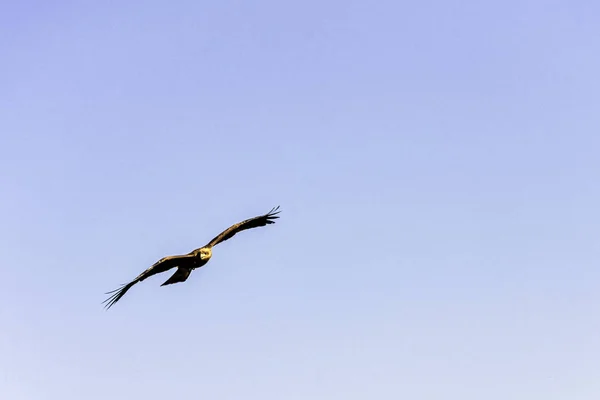 Pipa Vermelha Voadora Milvus Milvus — Fotografia de Stock