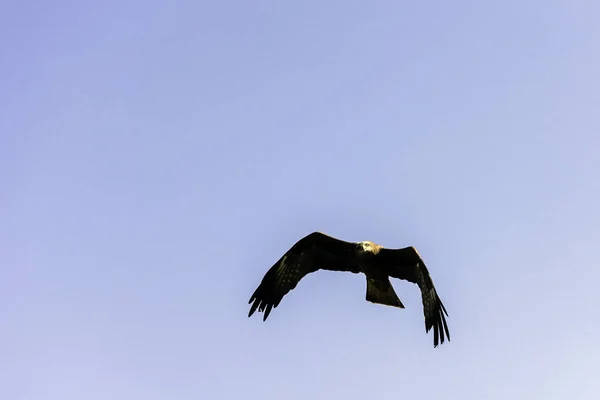 Flying Black Kite Milvus Migrans — Stock Photo, Image