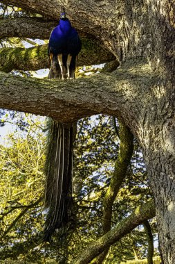 Tavus kuşu - British Park'taki ağaçta erkek Hint veya yeşil tavus kuşu - Warwick, Warwickshire, İngiltere