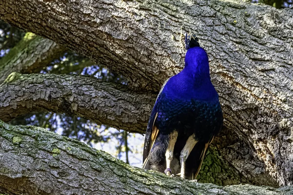 英国公園の木の上の男性インド人または緑の孔雀 ワーウィック ウォリックシャー イギリス — ストック写真