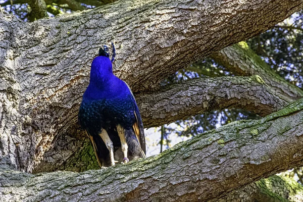 Павлин Самец Индейской Зеленой Гороховой Птицы Дереве Британском Парке Уорик — стоковое фото