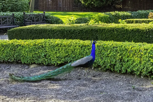 Peacock - male Indian or green peafowl in British Park - Warwick, Warwickshire, United Kingdom