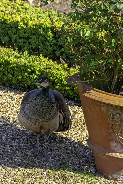 Peahen - female Indian or green peafowl in British Park - Warwick, Warwickshire, United Kingdom