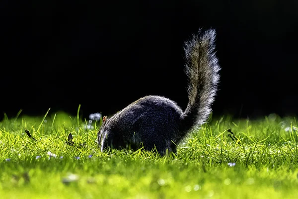 Eastern Gray Squirrel Sciurus Carolinensis British Park — Stock Photo, Image