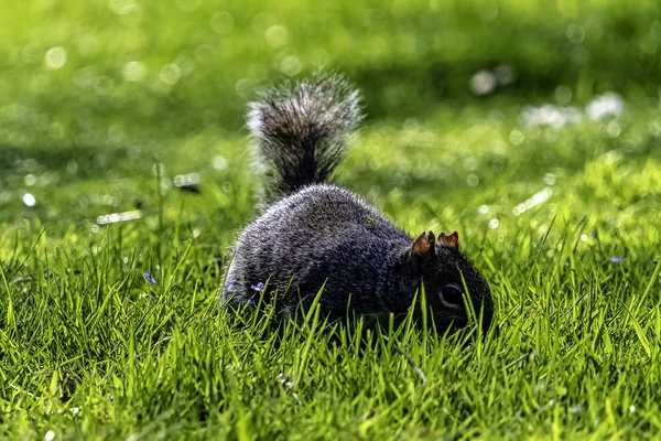 Esquilo Cinzento Oriental Sciurus Carolinensis Parque Britânico — Fotografia de Stock