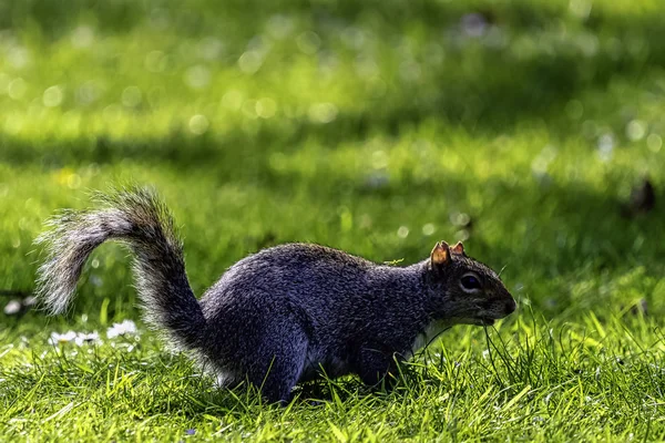 Östliches Grauhörnchen Sciurus Carolinensis Britischen Park — Stockfoto