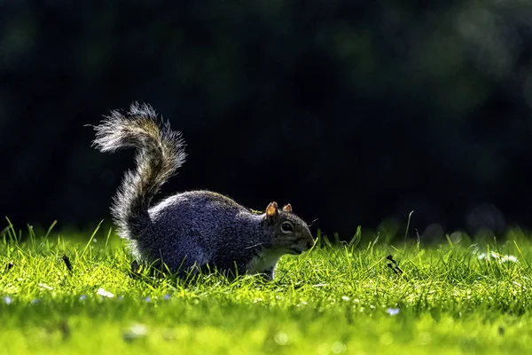 Écureuil Gris Sciurus Carolinensis Dans Parc Britannique — Photo