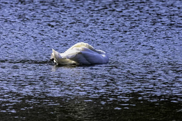 Mute Swan Cygnus Olor Swimming Octagon Lake — Stock Photo, Image