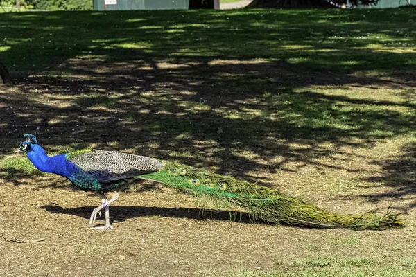 Peacock - male Indian or green peafowl in British Park - Warwick, Warwickshire, United Kingdom