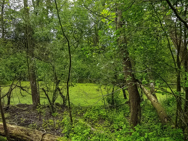 Partie Sauvage Parc Naturel Patis Meaux France — Photo