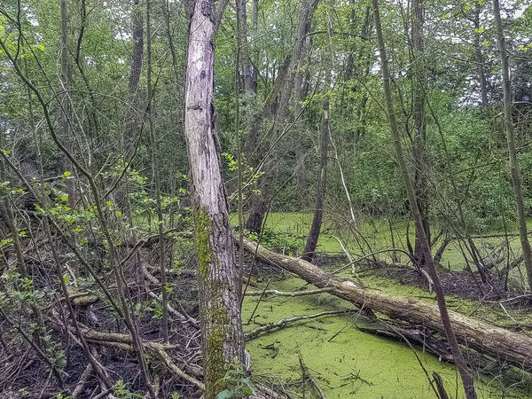 Дика Частина Природного Парку Патис Parc Натуральному Patis Франція — стокове фото