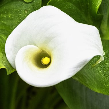 Zantedeschia aethiopica da calla zambak ve arum zambak olarak bilinen aile Araceae bir türdür - Dinard, Fransa