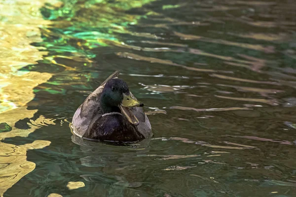 Mallard Divoké Kachní Plavání Francouzském Parku — Stock fotografie